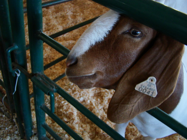 A goat from Turlock Eagles 4-H at the Stanislaus County Fair